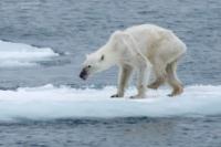 The environment is in danger